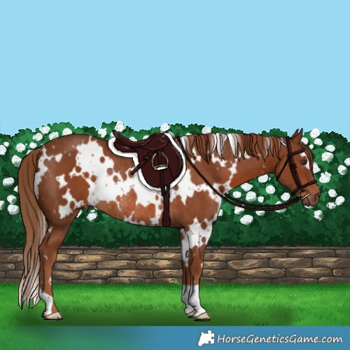 Horse Color:White Spotted Chestnut Rabicano 