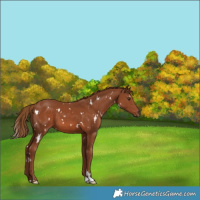 Horse Color:White Spotted Chestnut