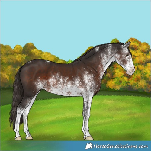 Horse Color:White Spotted Liver Chestnut 