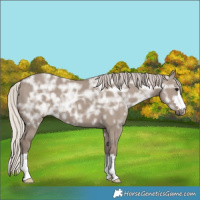 Horse Color:Silver Grullo Ice 