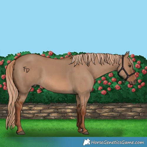 Horse Color:Red Dun 
