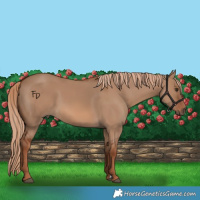 Horse Color:Red Dun 