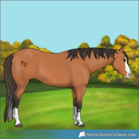 Horse Color:Bay Splash 