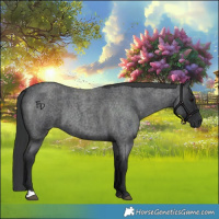 Horse Color:Blue Roan 