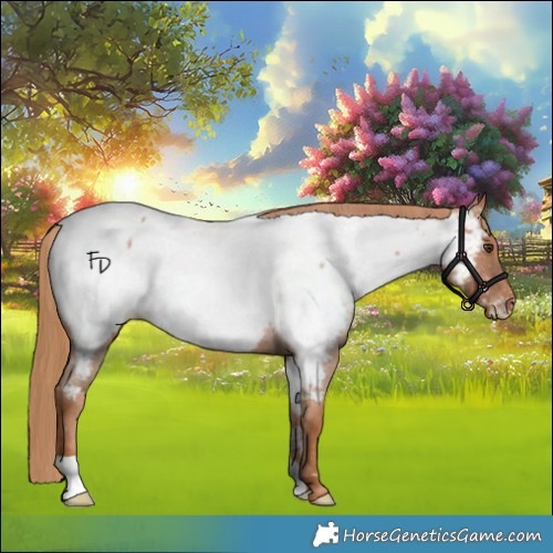 Horse Color:Red Roan Appaloosa 