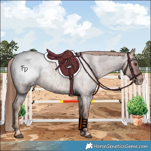 Horse Color:Red Roan Appaloosa 