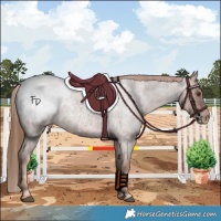 Horse Color:Red Roan Snowcap 