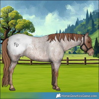 Horse Color:Red Roan Appaloosa 
