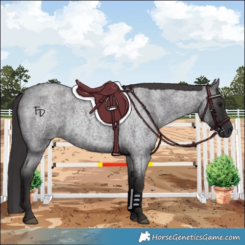 Horse Color:Smoky Blue Roan 