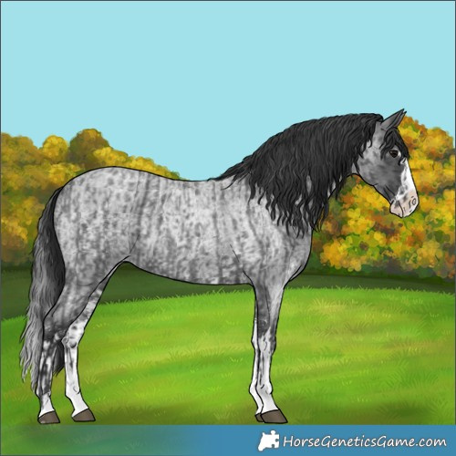 Horse Color:Blue Roan Sabino Splash  and Blue Roan Sabino Splash 
