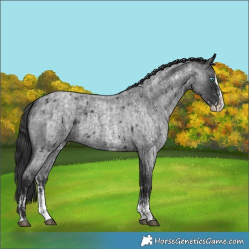 Horse Color:Blue Roan Sabino Splash  and Blue Roan Sabino Splash 