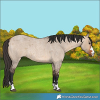 Horse Color:Bay Roan Dun 