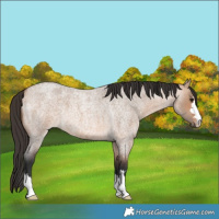 Horse Color:Bay Roan Dun 
