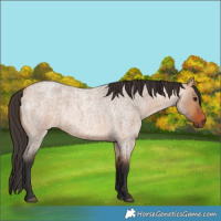 Horse Color:Bay Roan Dun