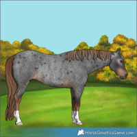 Horse Color:Gray Liver Red Roan Rabicano 