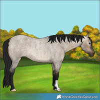 Horse Color:Gray Bay Roan Dun Rabicano