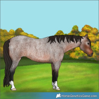 Horse Color:Gray Bay Roan Rabicano 