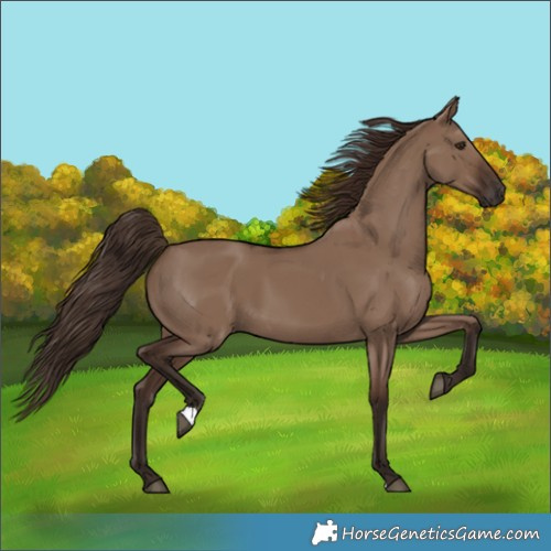 Horse Color:Liver Red Dun