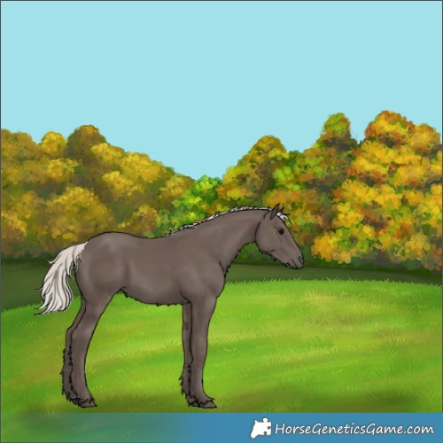 Horse Color:Silver Black 