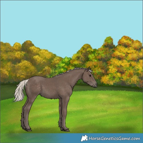 Horse Color:Silver Black
