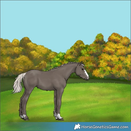Horse Color:Silver Black
