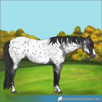 Horse Color:Blue Roan Near Leopard
