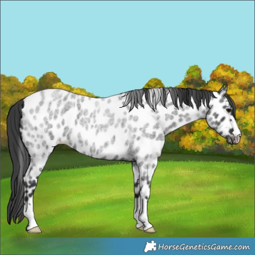 Horse Color:Blue Roan Appaloosa