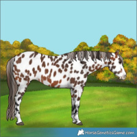 Horse Color:Bay Leopard