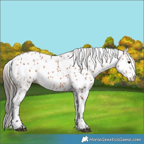 Horse Color:Bay Leopard