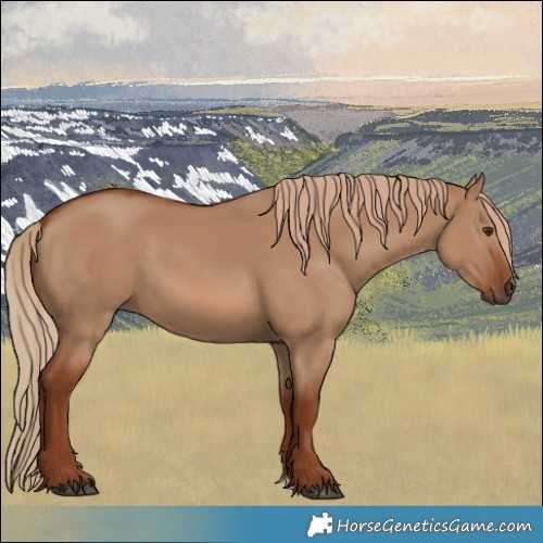 Horse Color:Red Dun 