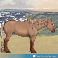 Horse Color:Red Dun 