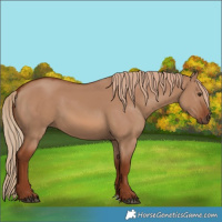 Horse Color:Red Dun