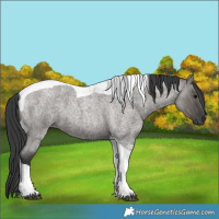 Horse Color:Grullo Roan Tobiano 