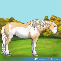 Horse Color:Palomino Splash Frame 