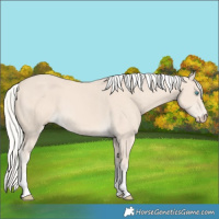 Horse Color:Cremello Tobiano 
