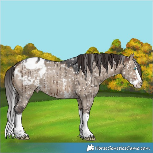 Horse Color:Brown Dun Sabino Splash Appaloosa Brindle 