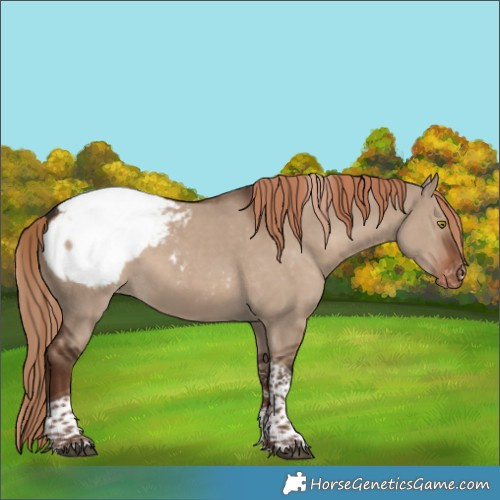 Horse Color:Liver Red Dun Sabino Tobiano Snowcap 