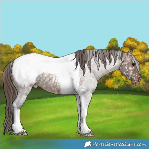 Horse Color:Brown Roan Dun Tobiano Appaloosa Brindle 