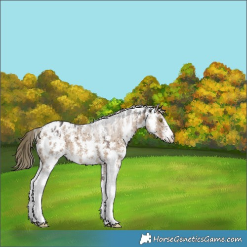 Horse Color:Liver Red Dun Sabino Appaloosa Brindle 