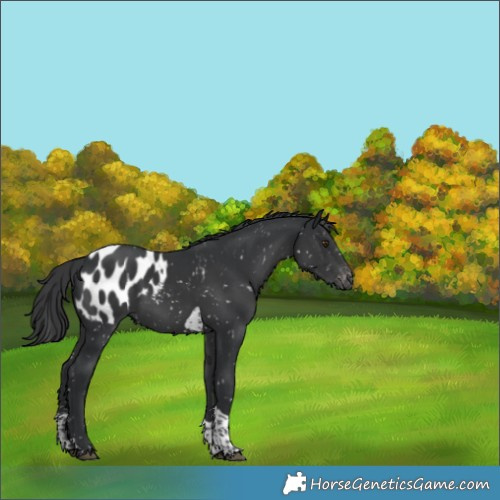 Horse Color:Black Sabino Tobiano Appaloosa 