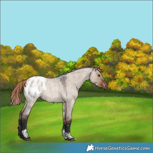 Horse Color:Liver Red Dun Roan Tobiano Blanket Rabicano 