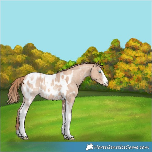 Horse Color:Gold Champagne Dun Sabino Tobiano Appaloosa Brindle 