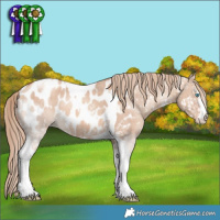 Horse Color:Gold Champagne Dun Sabino Tobiano Near Leopard Brindle 