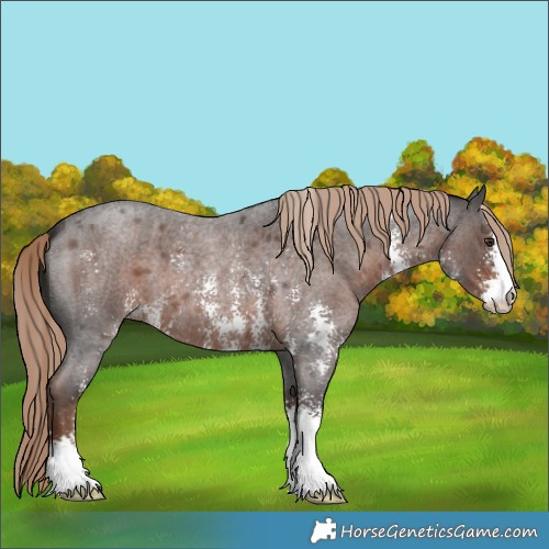 Horse Color:Liver Red Roan Sabino 