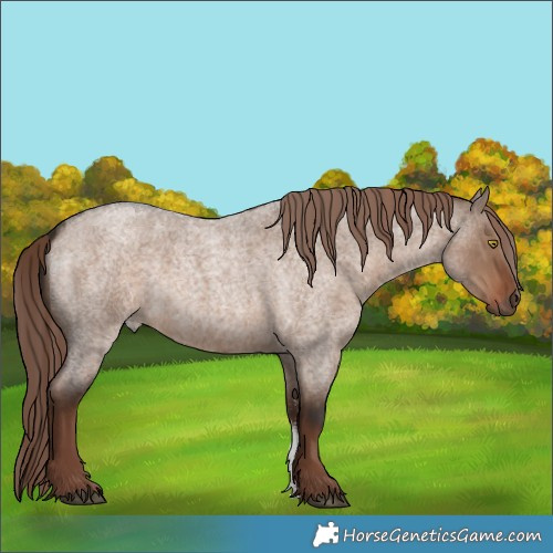 Horse Color:Liver Red Dun Roan Sabino Rabicano 