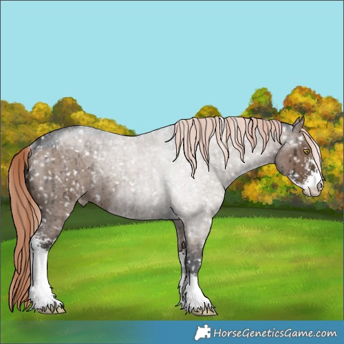 Horse Color:Liver Red Dun Roan Sabino Snowflake Varnish Rabicano Brindle 