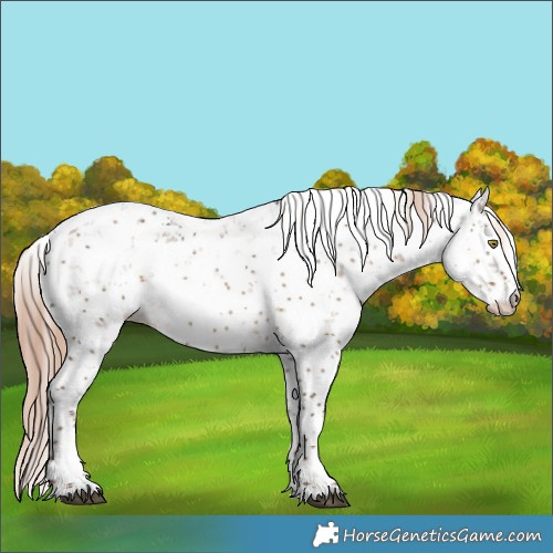 Horse Color:Liver Red Dun Sabino Rabicano 