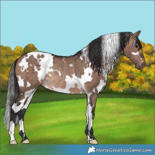 Horse Color:White Spotted Brown Dun Rabicano 
