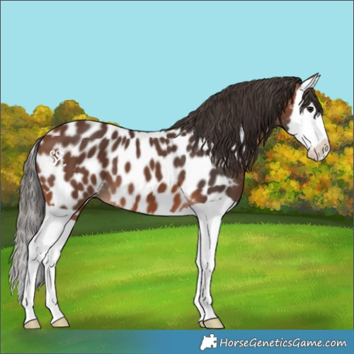 Horse Color:Bay Splash Appaloosa
