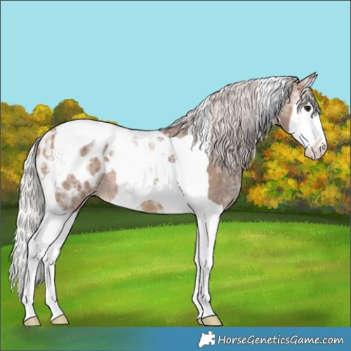 Horse Color:Silver Brown Ice Dun Splash Tobiano Appaloosa 